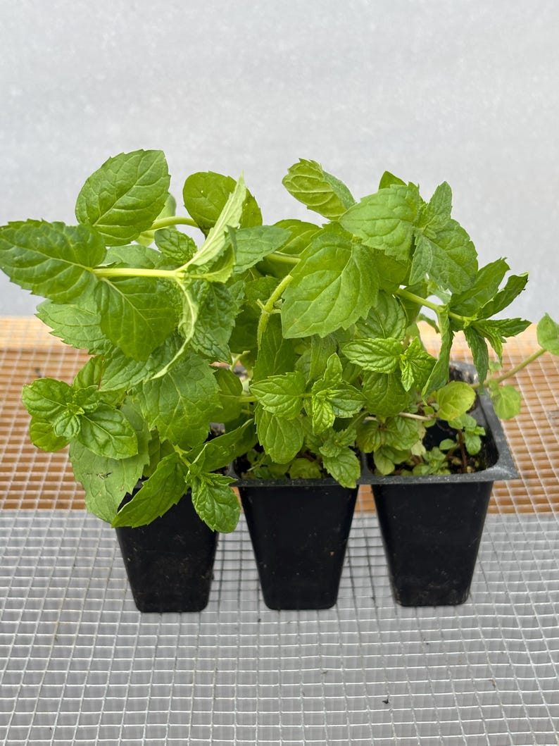 Mint Plant Seedling: Peppermint or Spearmint, USA Grown image 1