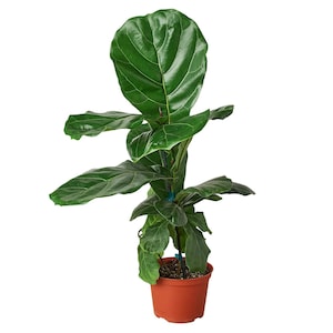 May include: A vibrant green Fiddle Leaf Fig plant in a terracotta pot. The plant features large, glossy leaves with prominent veins. The pot is a warm, earthy tone, providing a natural contrast to the plant's lush foliage. Ideal for indoor decor.
