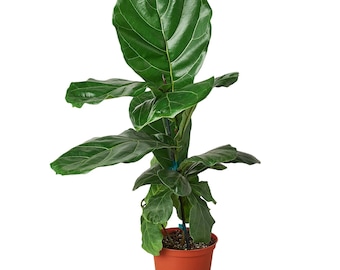 Ficus Lyrata Fiddle Leaf Fig • Large Violin Leaves • Statement Tree • 6" or 8" Pot