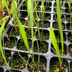 May include: A close-up view of a black plastic tray filled with small green plants. The plants are growing in individual cells and have a variety of sizes and shapes.