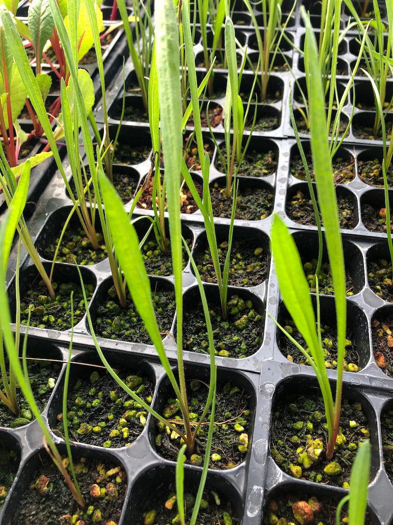 May include: A close-up view of a black plastic tray filled with small green plants. The plants are growing in individual cells and have a variety of sizes and shapes.
