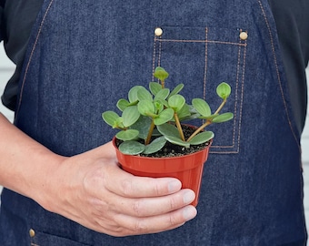 Peperomia 'Hope' Plant, Hoya Hybrid