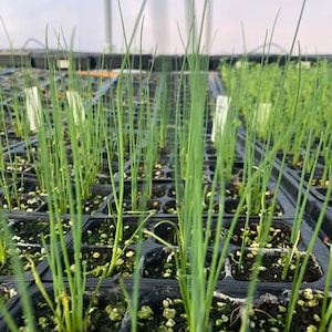 Puede incluir: Primer plano de una bandeja de pl&aacute;ntulas de cebolla verde que crecen en un invernadero. Las pl&aacute;ntulas est&aacute;n en celdas individuales y est&aacute;n rodeadas de pl&aacute;stico negro.