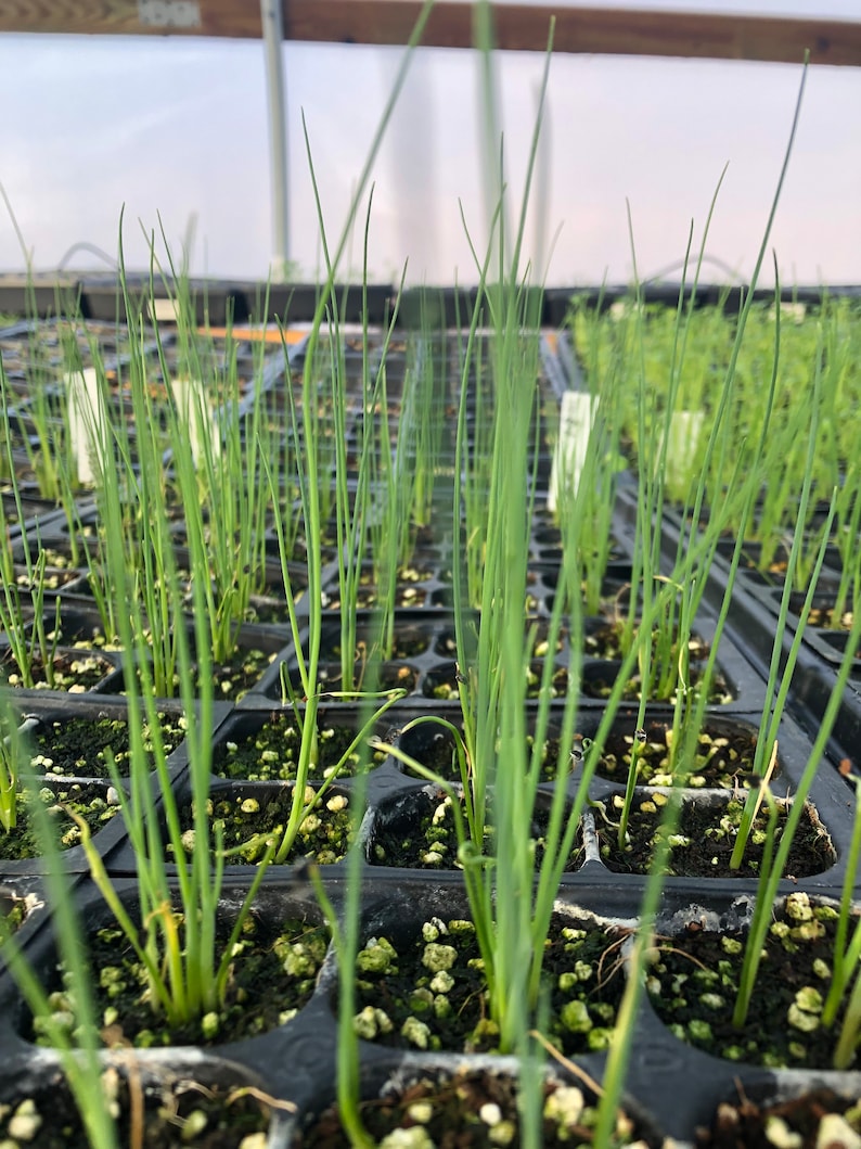 Puede incluir: Primer plano de una bandeja de pl&aacute;ntulas de cebolla verde que crecen en un invernadero. Las pl&aacute;ntulas est&aacute;n en celdas individuales y est&aacute;n rodeadas de pl&aacute;stico negro.