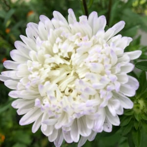 K&ouml;nnte beinhalten: Eine wei&szlig;e Blume mit einer violetten Mitte. Die Blume hat viele Bl&uuml;tenbl&auml;tter und ist in voller Bl&uuml;te.