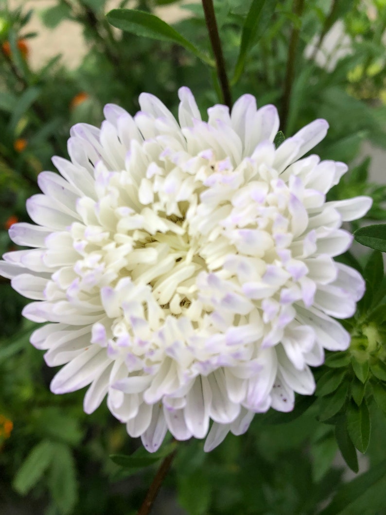 K&ouml;nnte beinhalten: Eine wei&szlig;e Blume mit einer violetten Mitte. Die Blume hat viele Bl&uuml;tenbl&auml;tter und ist in voller Bl&uuml;te.