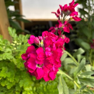 Plantas vivas de stock - Plántulas/plantones - 10-30 cm de alto - 30-50 días de edad, listas para trasplantar, sin OMG, cultivadas en EE. UU.