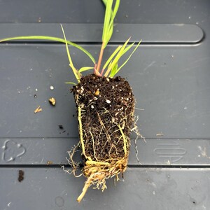 Lemon Grass Live Plant - Seedlings/Plugs and Plants - 3"- 12" tall - 30-60+ days old, (ALL 3” seedlings require you to purchase 2 plants!) image 3