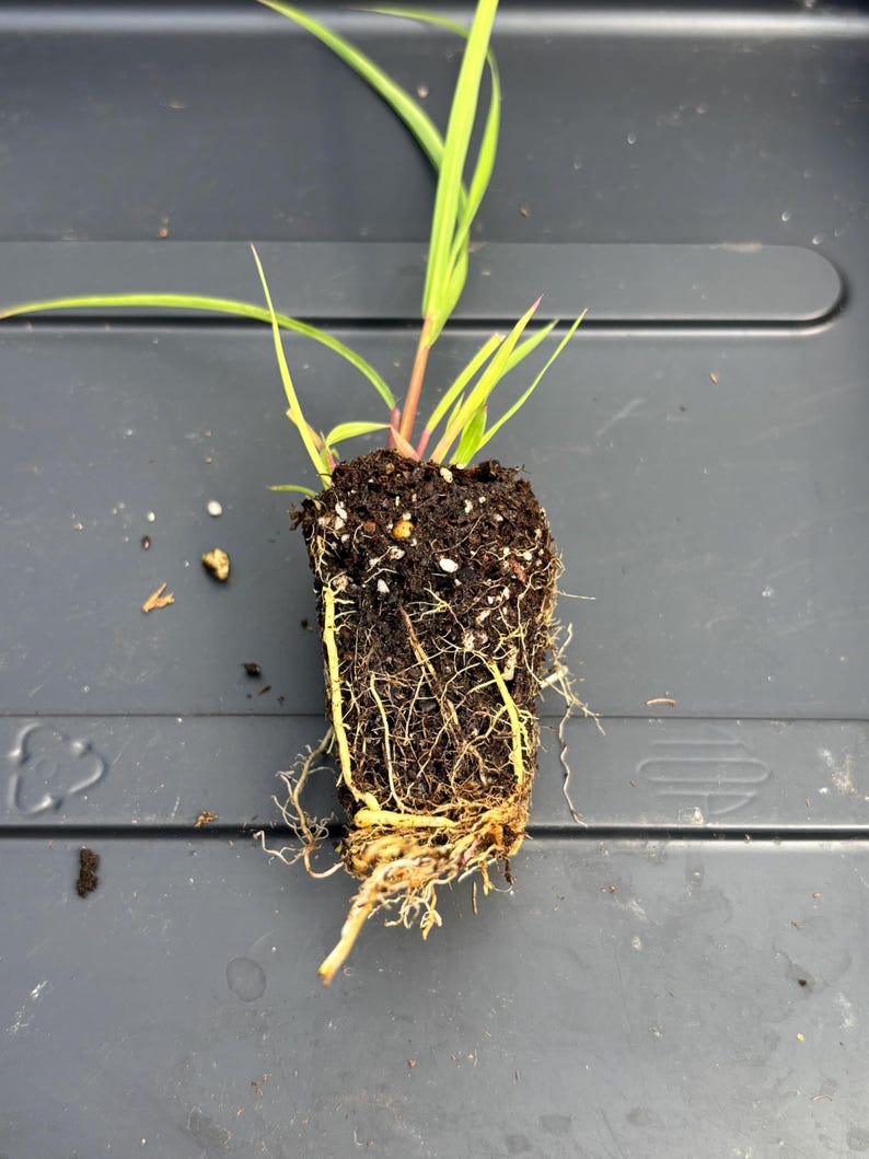 Lemon Grass Live Plant - Seedlings/Plugs and Plants - 3"- 12" tall - 30-60+ days old, (ALL 3” seedlings require you to purchase 2 plants!) image 3