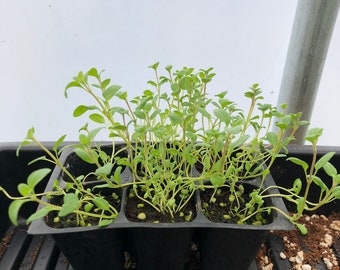 Sweet Marjoram live Plants - Seedlings/Plugs- 3"- 5" tall - 30-50 days old, Ready to transplant, Non Gmo, USA Grown