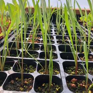 May include: A close-up of a black plastic seed tray filled with small green seedlings. The seedlings are growing in individual cells and are surrounded by a brown, granular growing medium.