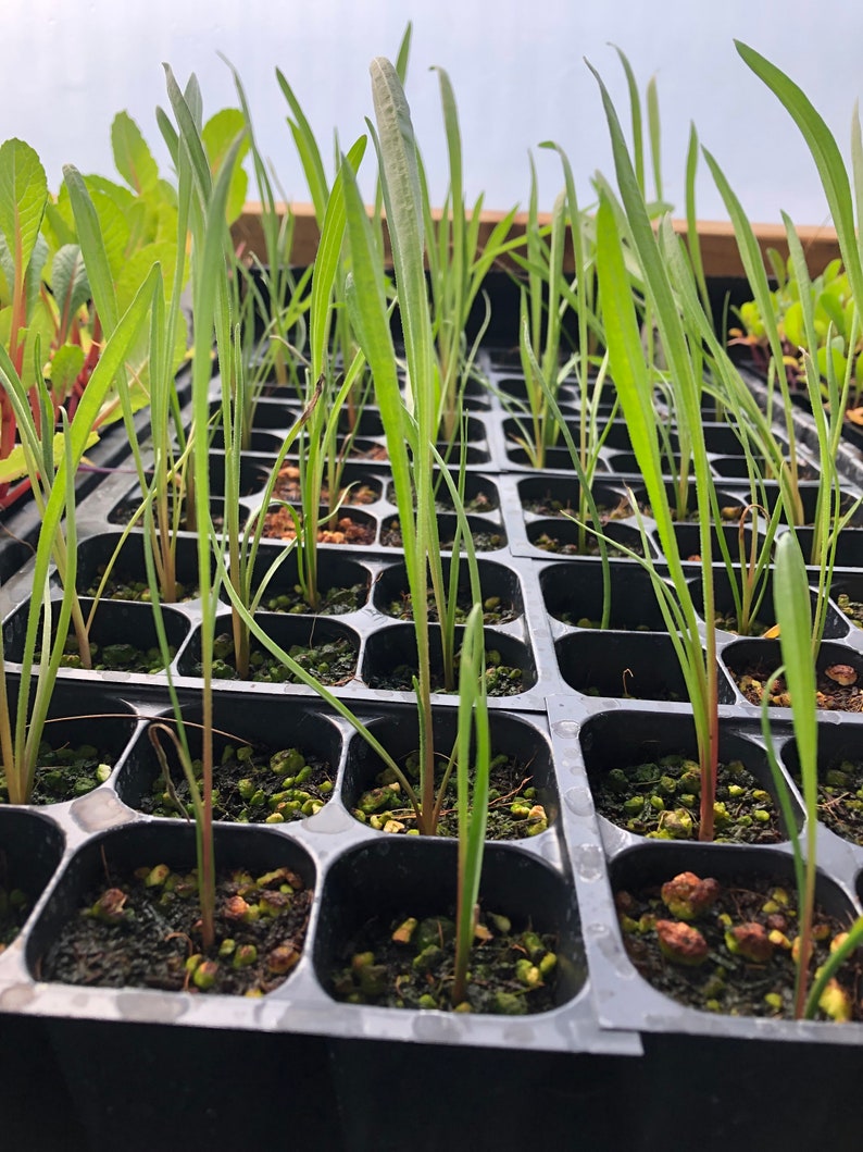 May include: A close-up of a black plastic seed tray filled with small green seedlings. The seedlings are growing in individual cells and are surrounded by a brown, granular growing medium.