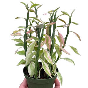 May include: A potted plant with green stems and variegated leaves of green, white, and pink. The plant is in a small, dark green plastic pot. The leaves have a unique shape and color variation.