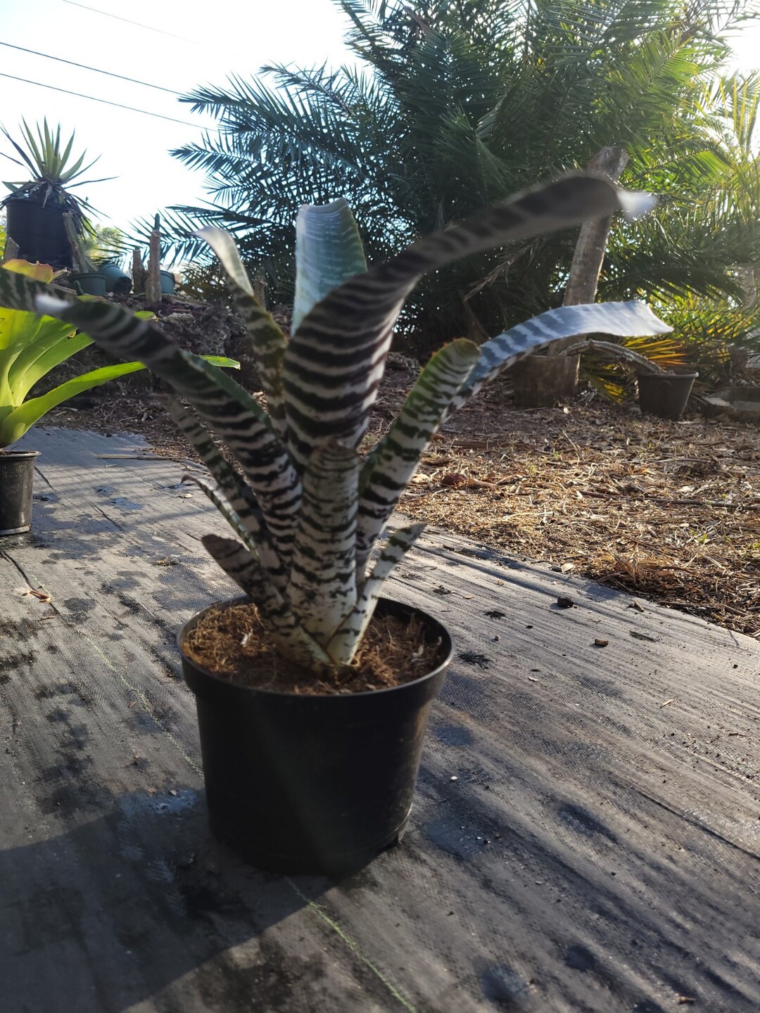 Aechmea Chantini De Leon Bromeliad Etsy Canada