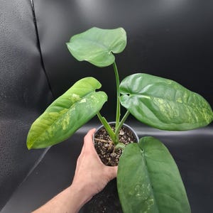 May include: A potted plant with large, green leaves, some with yellow variegation. The plant is held in a black pot, and the background is a dark gray. The leaves have a smooth texture and a prominent vein structure.