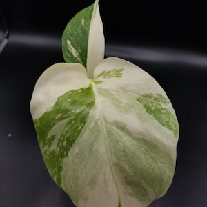 Variegated monstera albo small form