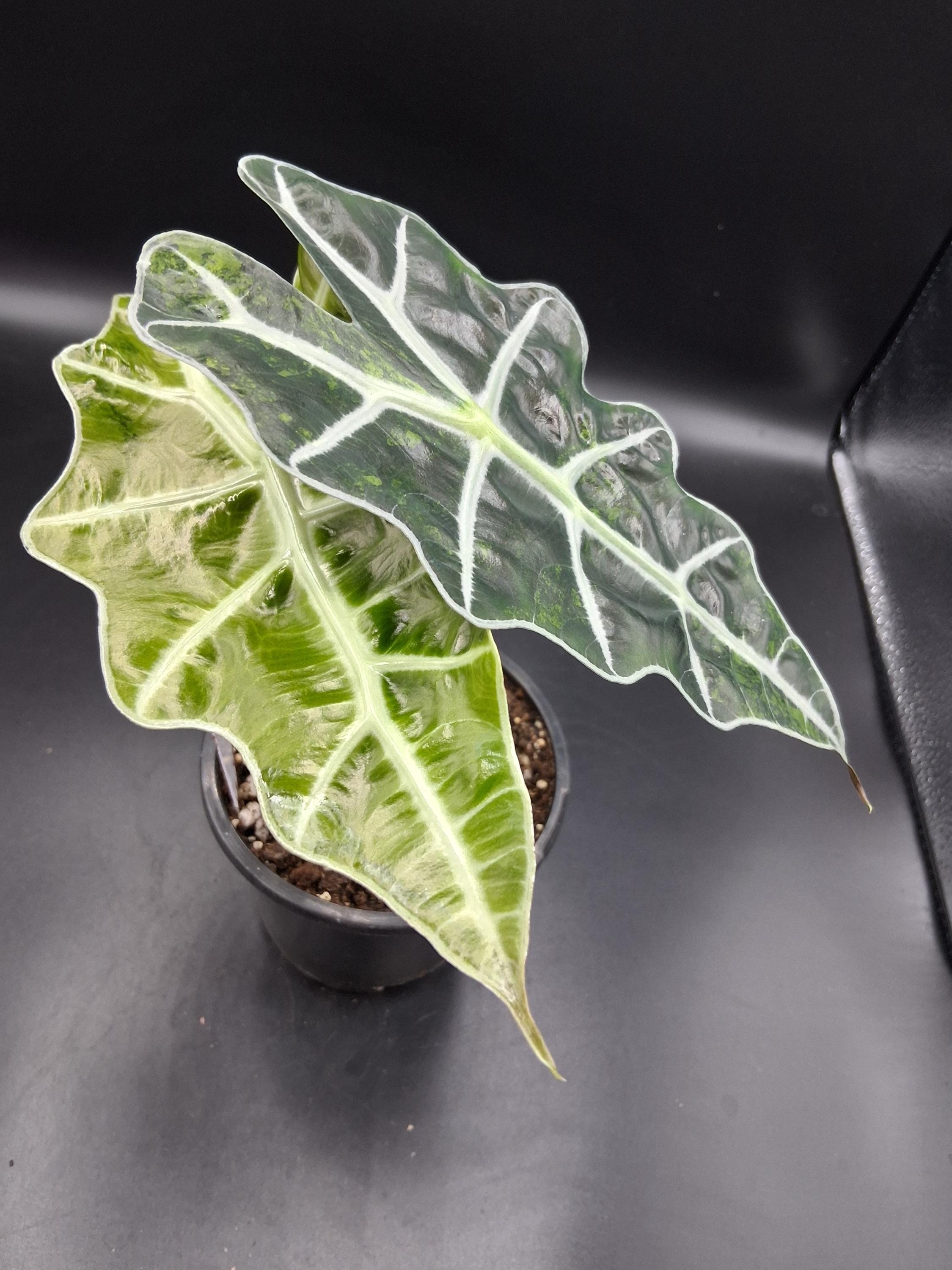 その他観葉植物 Alocasia Polly Aurea TC Variegated Alocasia Polly Aurea. Not Tc. - Etsy