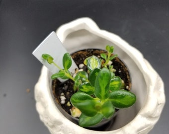 Variegated goldfish plant