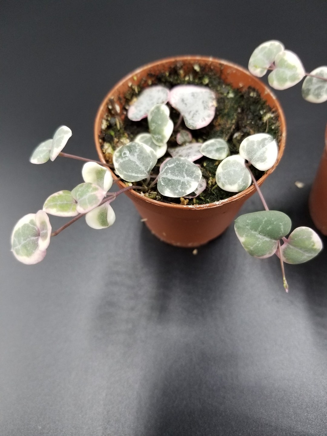 Variegated String of Hearts Etsy