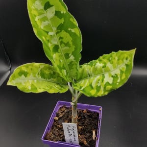 Aglaonema pictum tricolor
