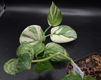 4" Scindapsus Treubii Moonlight Variegated, Rare Tropical Houseplant -  Indoor Plant, Easy Care, Starter Plant, Live Decor - Etsy