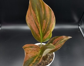 US SELLER Scindapsus Bunaken Variegated Unrooted Cutting (grower's