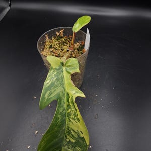 Philodendron Squamiferum Variegated - Etsy