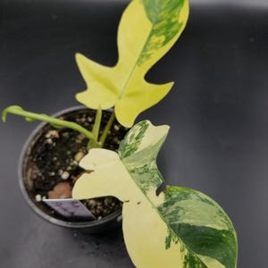 Philodendron florida beauty