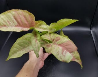 Syngonium milk confetti