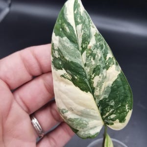 Monstera Siltepecana Variegated - Etsy