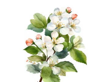 Impresión artística en acuarela de la flor de nacimiento de mayo de espino (descarga digital)