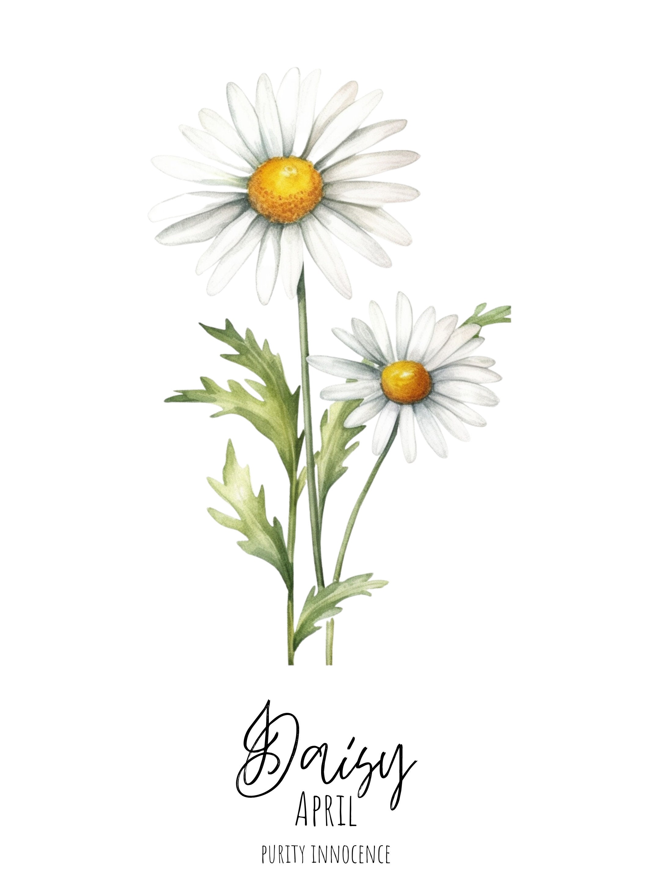 Daisy April Birth Flower Watercolor Art Print (digital Download