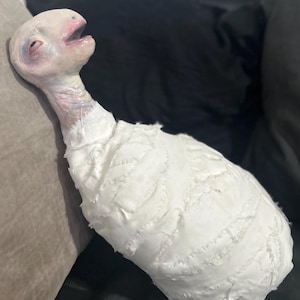 Eraserhead baby