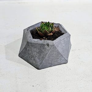 Op de afbeelding: Een kleine succulent plant in een grijze geometrische betonnen pot. De pot heeft een zeshoekige vorm met een ruw, getextureerd oppervlak.