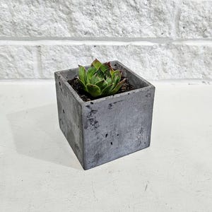 Concrete succulent planter