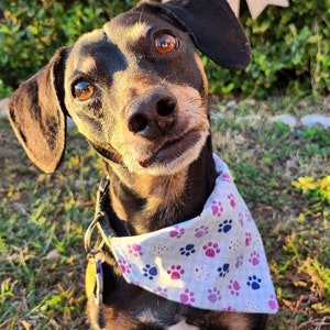 Picnics & Pawprints Bandana