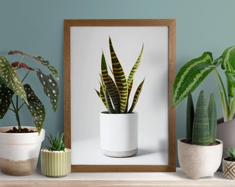 鉢植えのサンセベリアアート、デジタルダウンロード