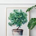 Watercolor Jade Plant, Botanical Art Digital Download - Etsy