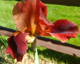 Puede incluir: Un primer plano de una flor de iris roja y naranja con un centro rojo oscuro. La flor está enfocada, mientras que el fondo está desenfocado.