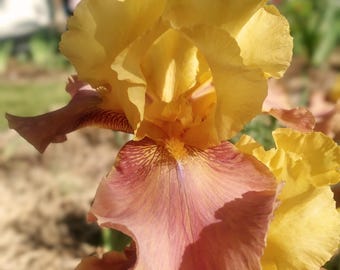 Arvada Mist Iris Plant: Hardy Purple Perennial - Spring Blooms