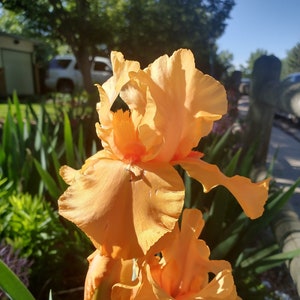 Op de afbeelding: Een close-up van een levendige oranje irisbloem in bloei. De bloemblaadjes zijn delicaat en gekruld, met een vleugje rood in het midden. De bloem wordt omringd door weelderig groen blad.