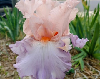 Celebration Song Iris Plant: Pink & Lavender Perennial - Spring Blooms
