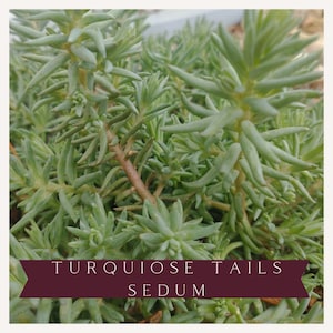 Sedum, Perennial flowers, Sedum succulent, Stonecrop plants, Pollinator plants, Butterfly Plant, Live Perennial Plants