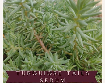 Turquoise Tails Blue Sedum: Live Perennial Stonecrop Plant
