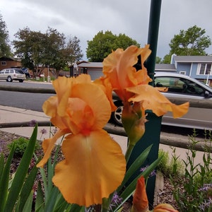 Op de afbeelding: Twee oranje irissen in bloei met groen blad en een wazige achtergrond van een huis en een auto.
