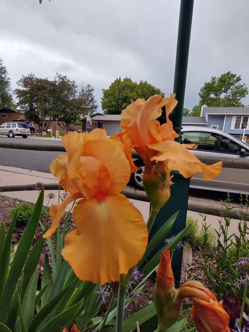Op de afbeelding: Twee oranje irissen in bloei met groen blad en een wazige achtergrond van een huis en een auto.