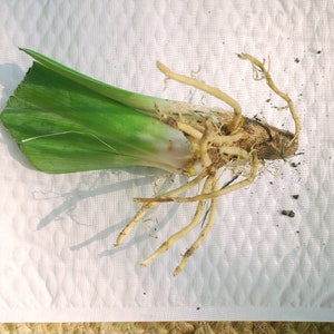 Op de afbeelding: Een groene plant met een enkel blad en een groot wortelstelsel. De wortels zijn lichtbruin en spreiden zich stervormig uit.