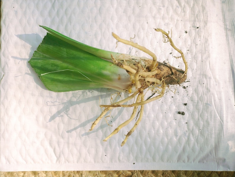 Op de afbeelding: Een groene plant met een enkel blad en een groot wortelstelsel. De wortels zijn lichtbruin en spreiden zich stervormig uit.
