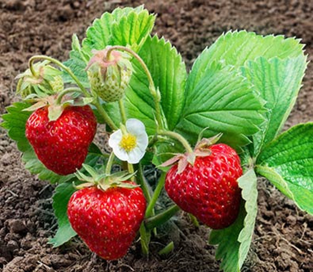 Organic Fort Laramie Strawberry, Strawberry Live, Starter Plant, Live