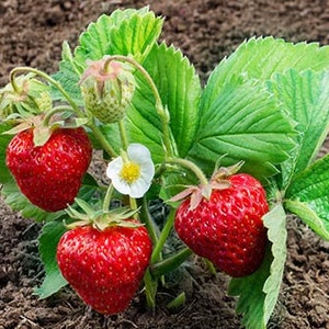 Organic Fort Laramie Strawberry, Strawberry Live, Starter Plant, Live Plants, Strawberry, Live Strawberry Plant, Strawberry Plants